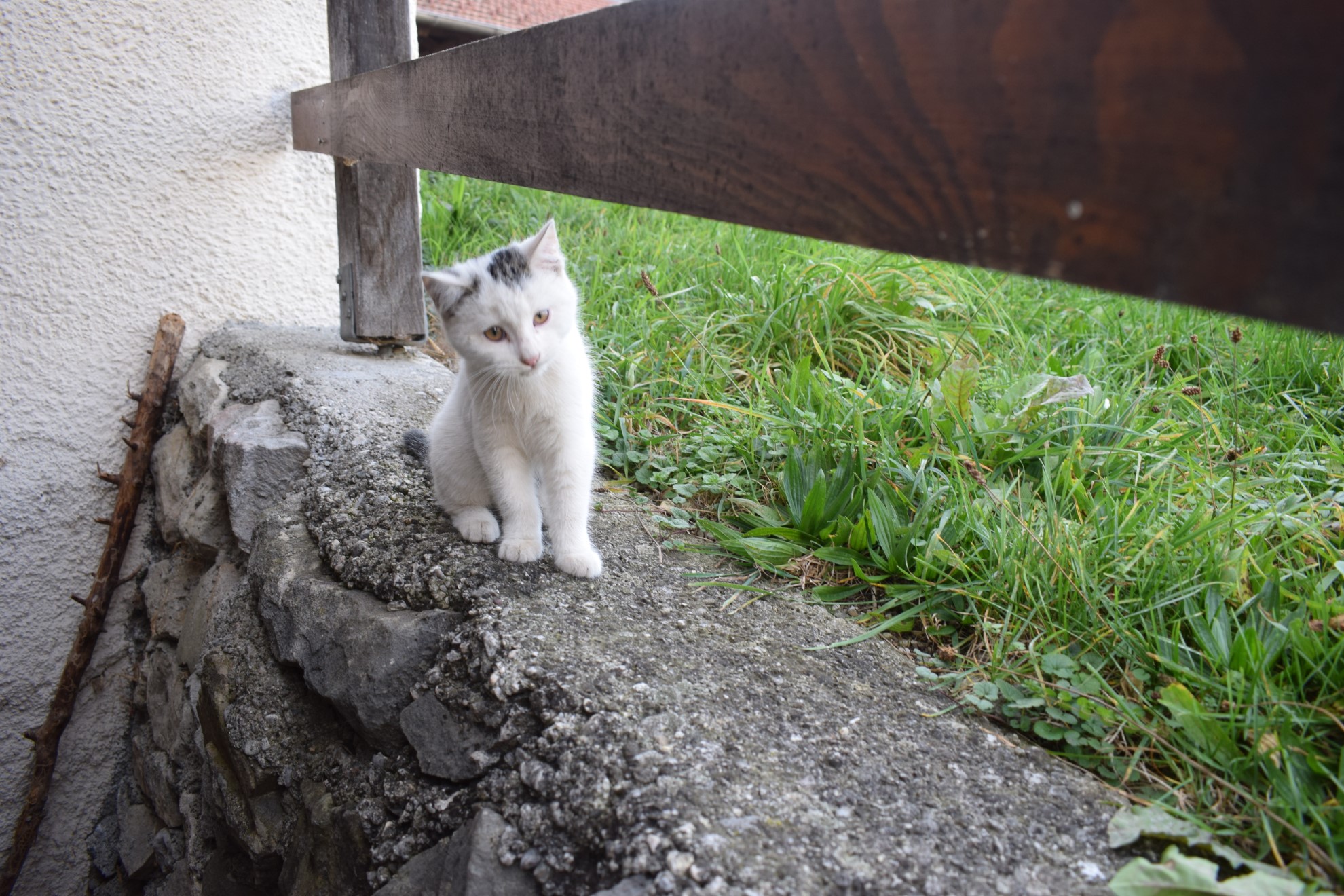 Katze